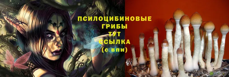 маркетплейс какой сайт  Белоозёрский  Галлюциногенные грибы Psilocybe 